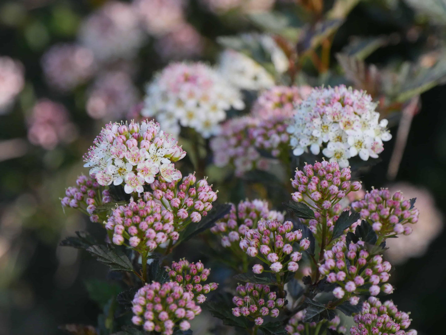 Physocarpus Opulifolius Tiny Wine - View 5 from www redcrocus com