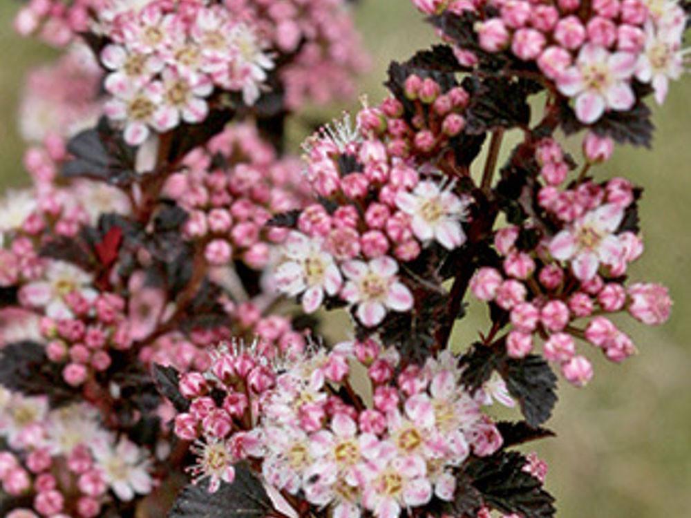 Physocarpus Opulifolius Tiny Wine - View 7 from www redcrocus com