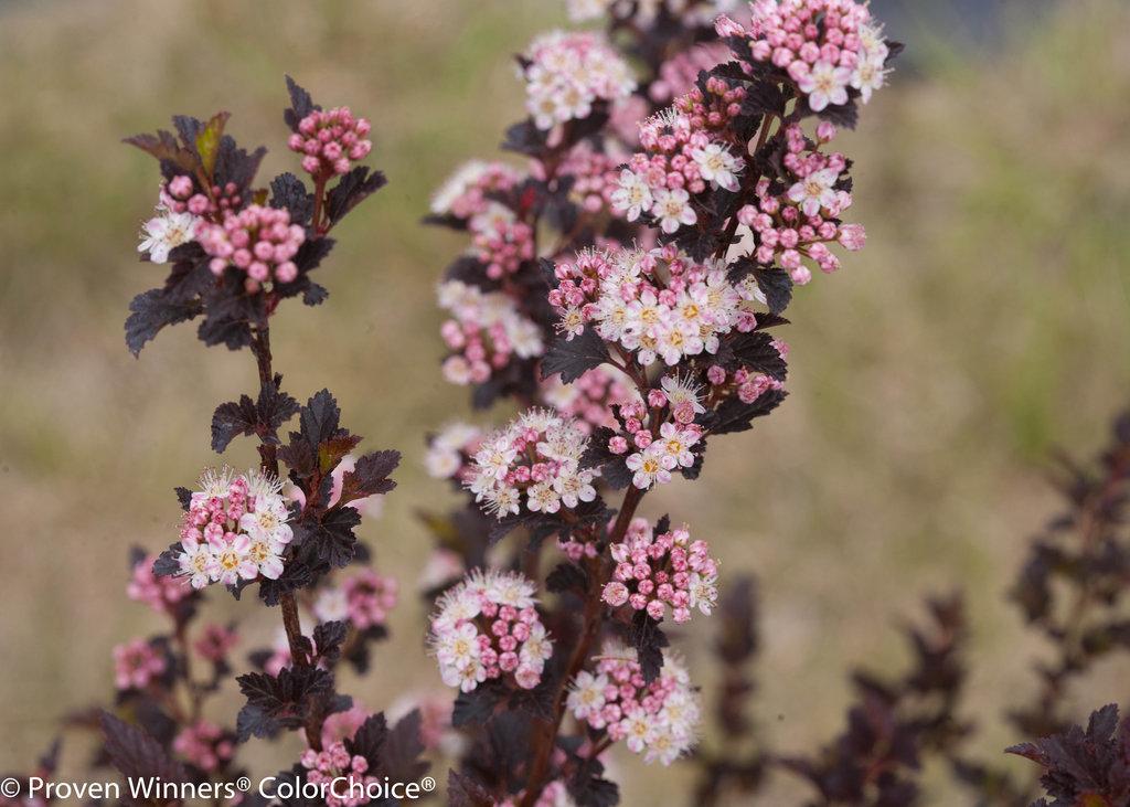 Physocarpus Opulifolius Tiny Wine - View 8 from www redcrocus com