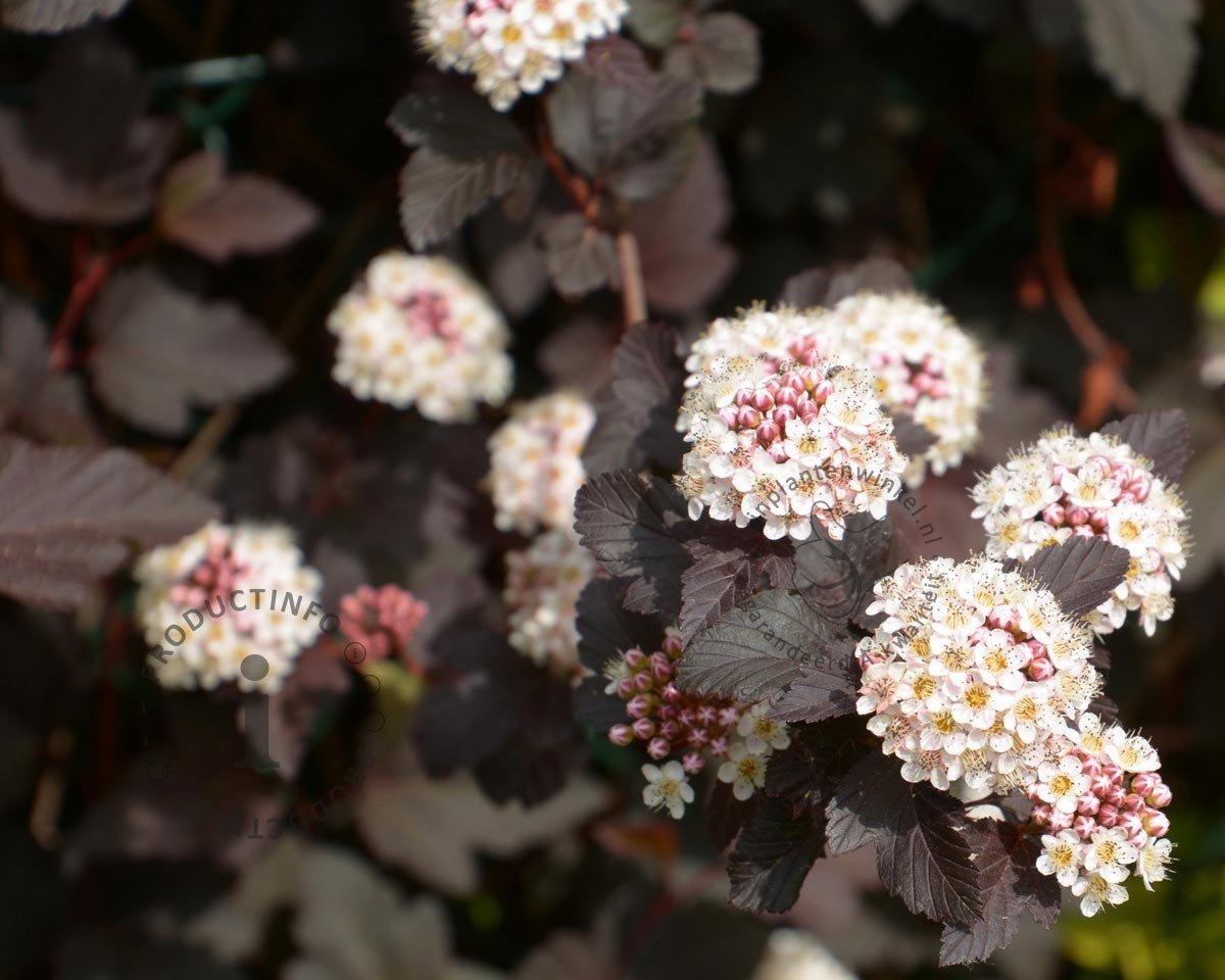 Physocarpus Opulifolius Tiny Wine - View 9 from www redcrocus com