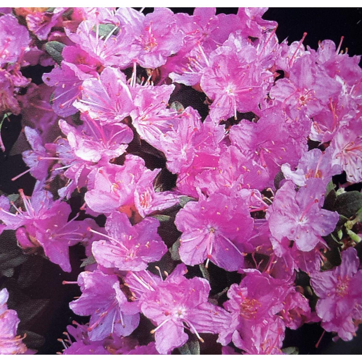 Rhododendron Ramapo - View 20 from www redcrocus com