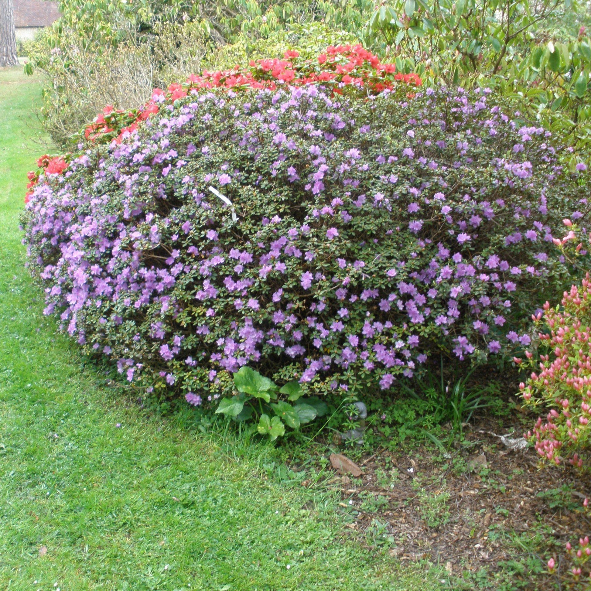 Rhododendron Ramapo - View 4 from www redcrocus com