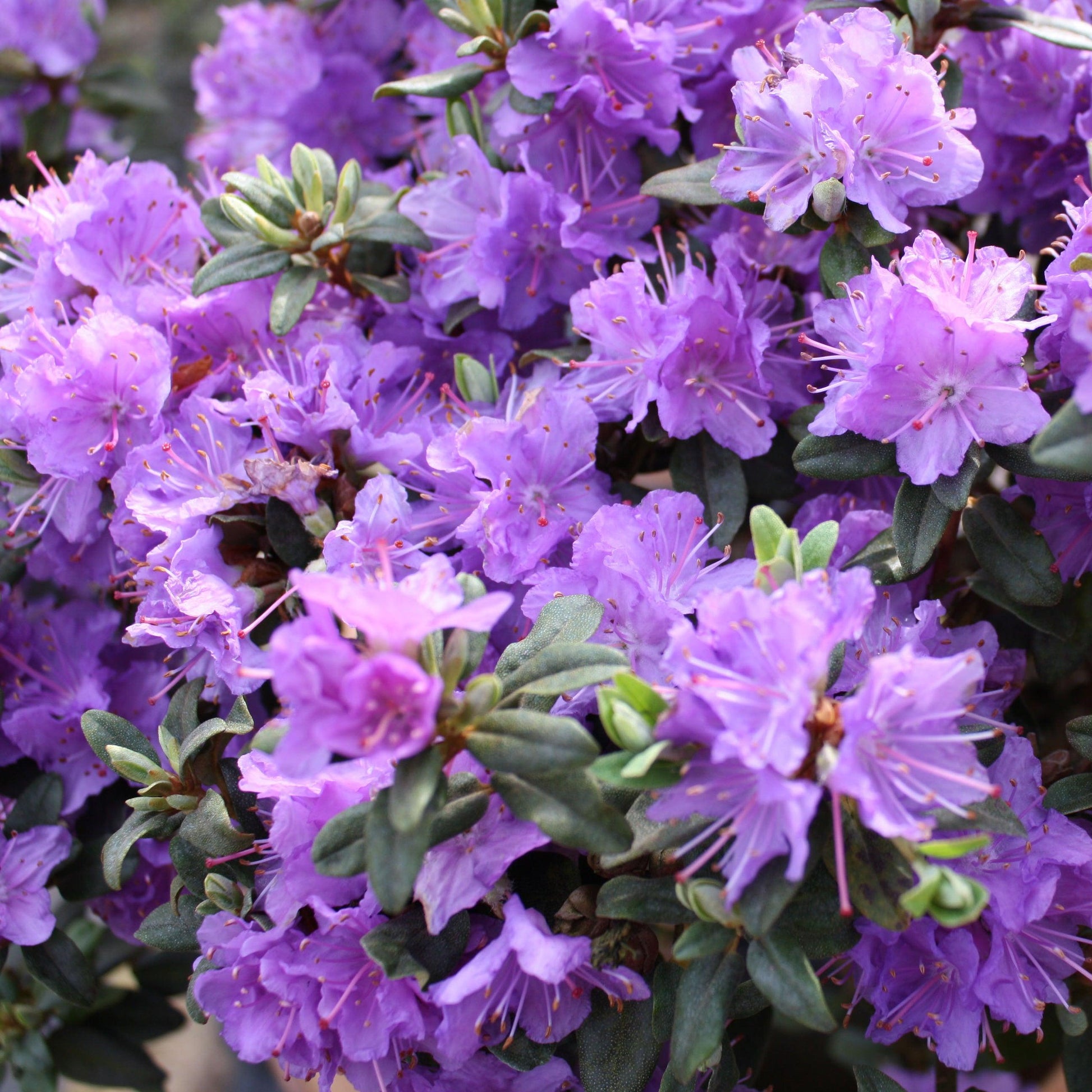 Rhododendron Ramapo - View 7 from www redcrocus com