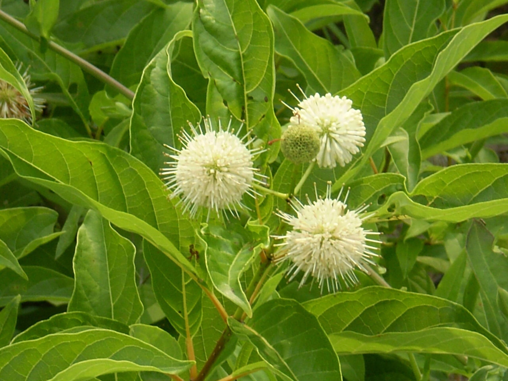 Cephalanthus Occidentalis - View 10 from www redcrocus com