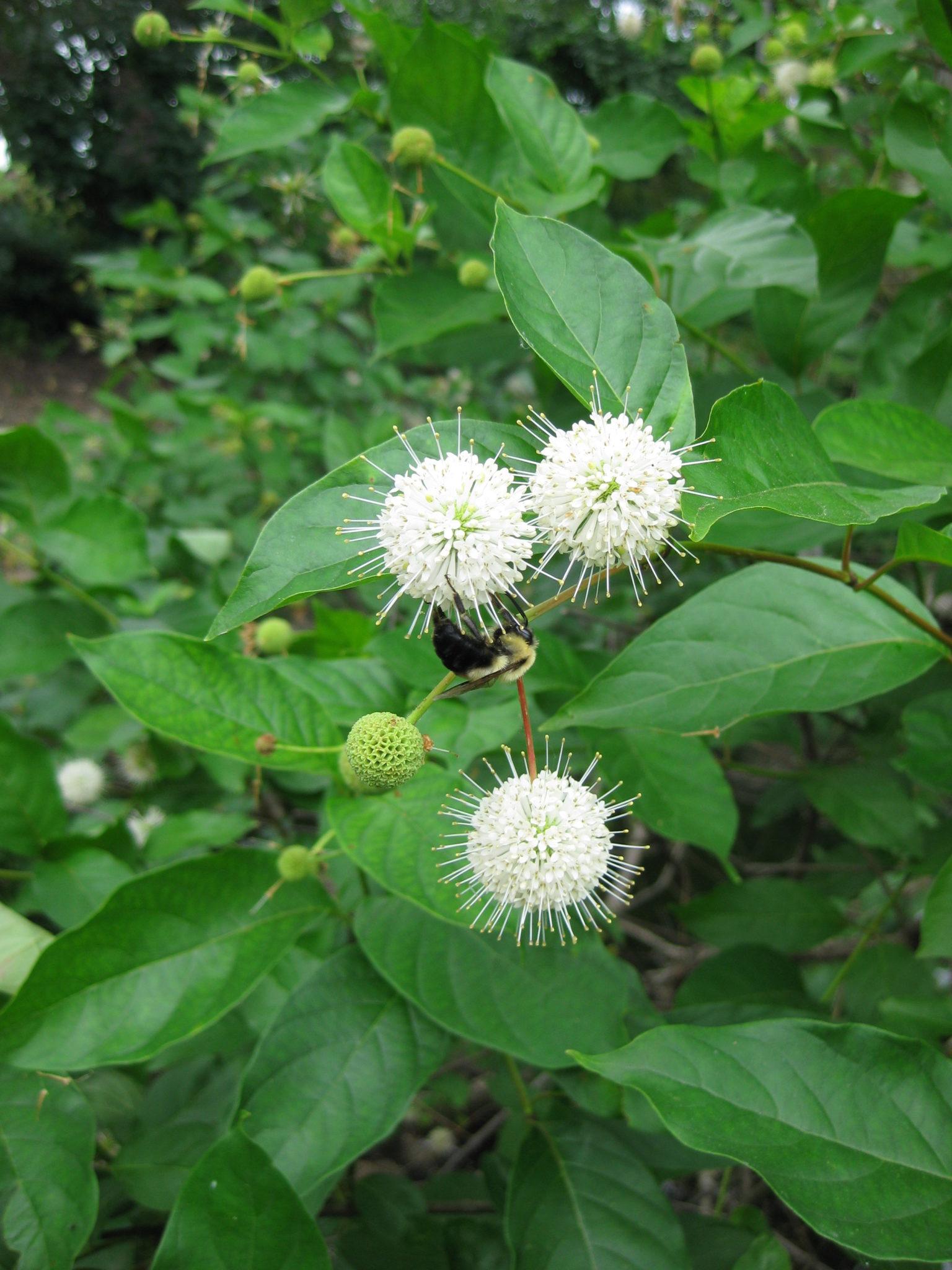 Cephalanthus Occidentalis - View 11 from www redcrocus com