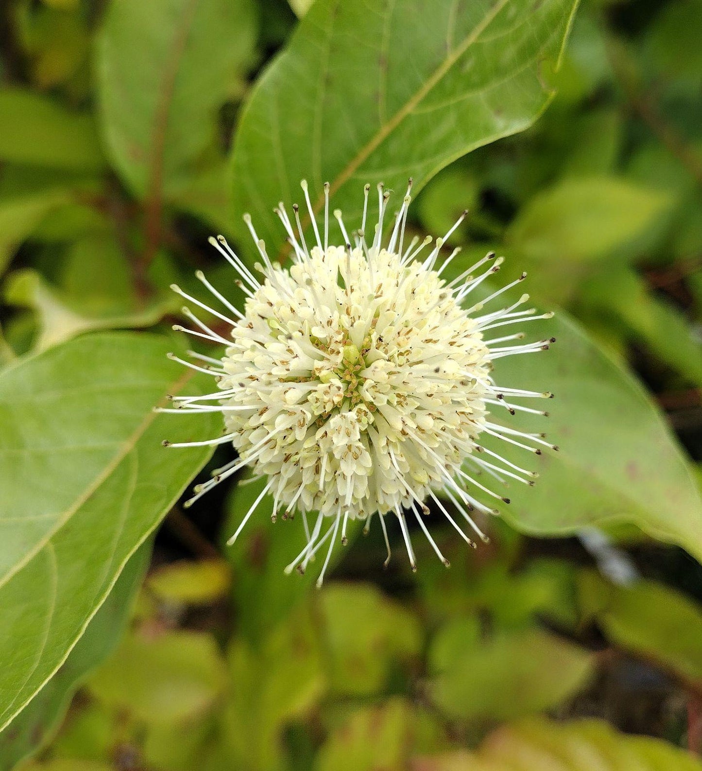 Cephalanthus Occidentalis - View 13 from www redcrocus com