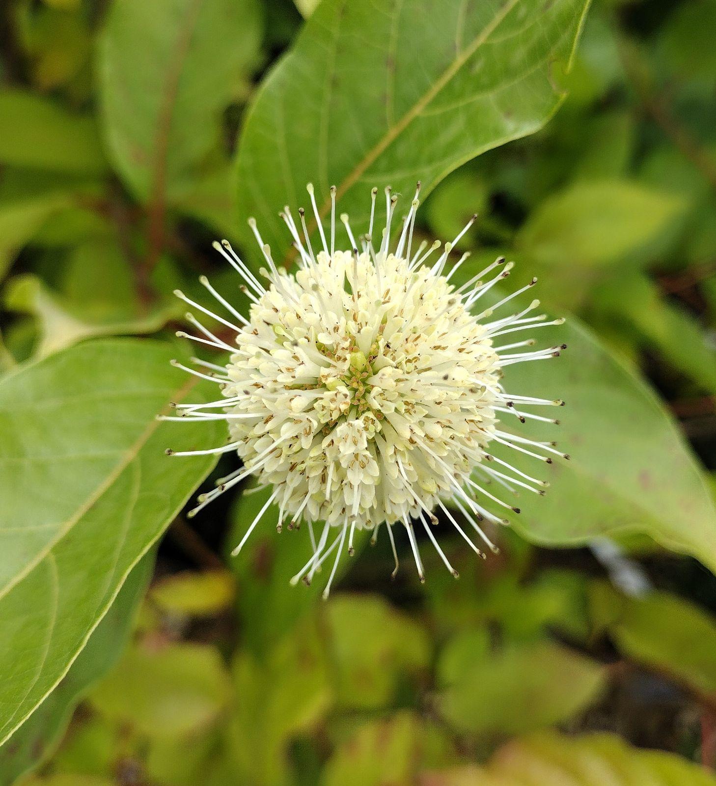 Cephalanthus Occidentalis - View 13 from www redcrocus com