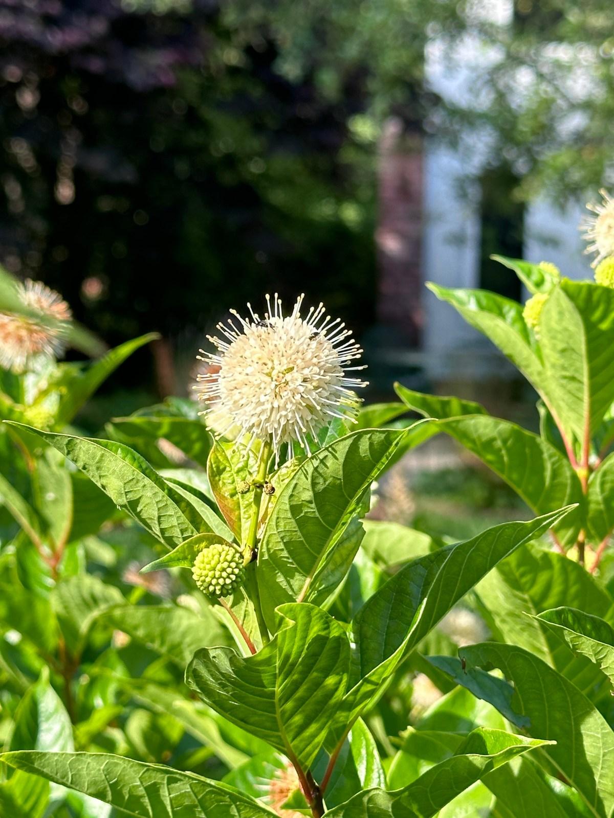 Cephalanthus Occidentalis - View 14 from www redcrocus com