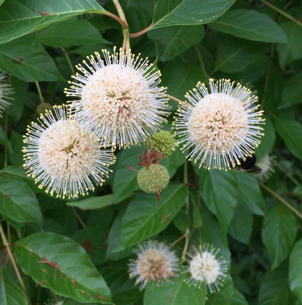 Cephalanthus Occidentalis - View 16 from www redcrocus com