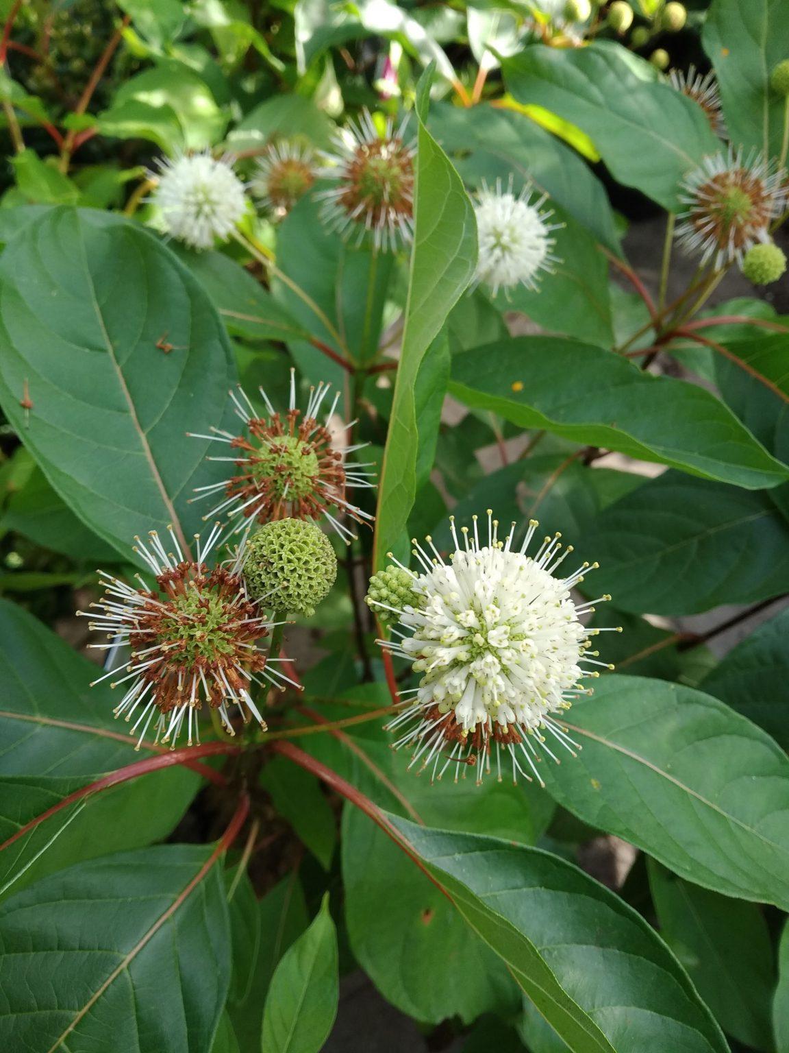 Cephalanthus Occidentalis - View 18 from www redcrocus com