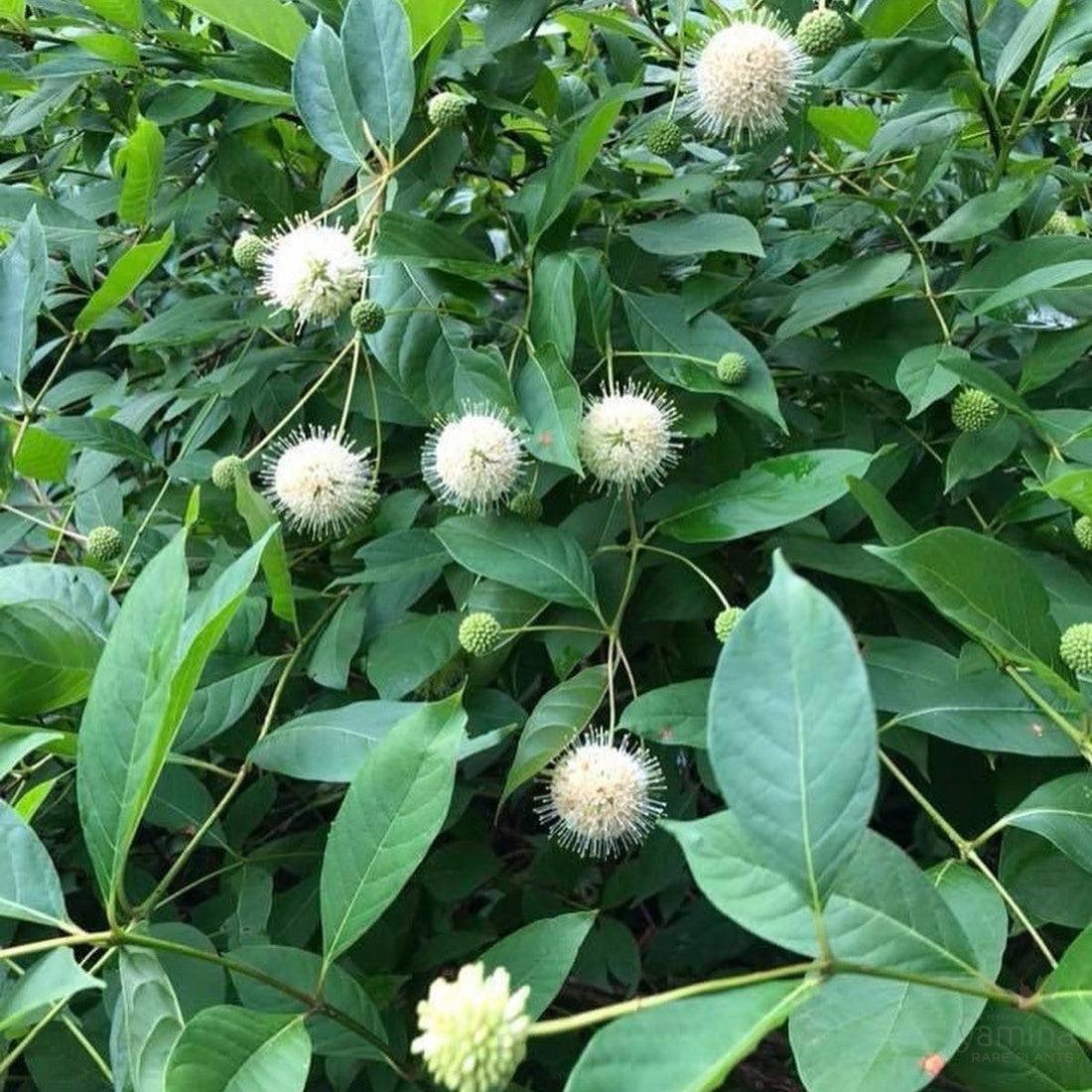 Cephalanthus Occidentalis - View 19 from www redcrocus com