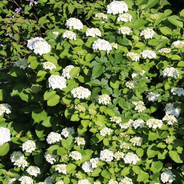 Viburnum Dentatum 'chicago Lustre' - View 11 from www redcrocus com
