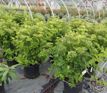 Viburnum Dentatum 'chicago Lustre' - View 16 from www redcrocus com