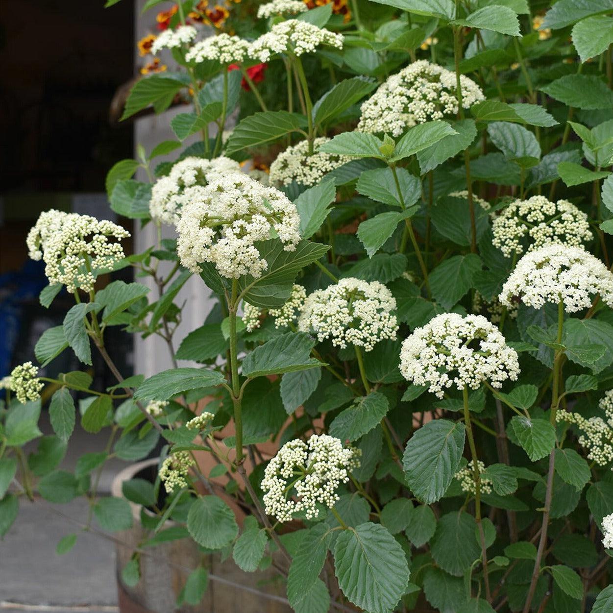 Viburnum Dentatum 'chicago Lustre' - View 19 from www redcrocus com