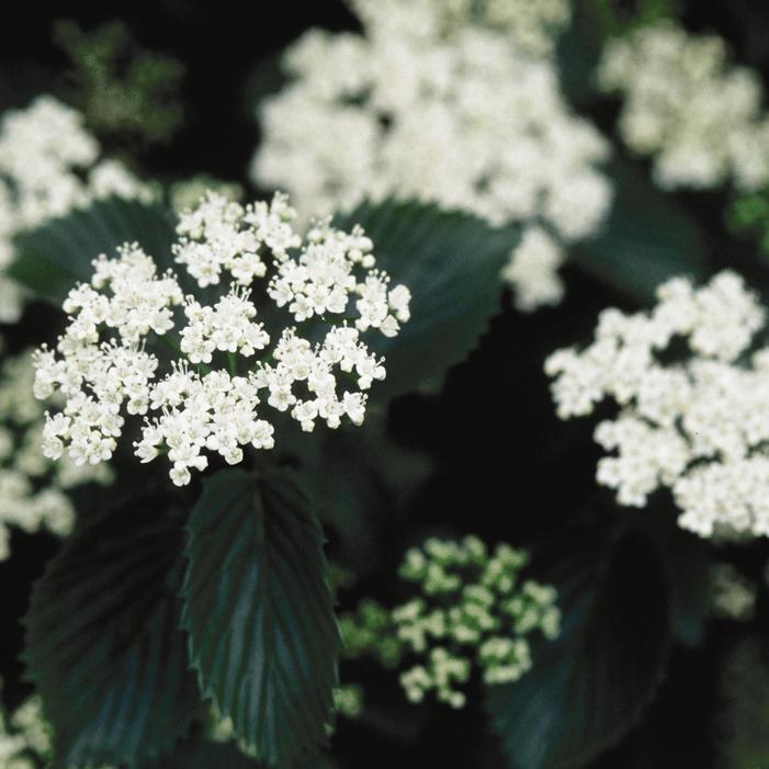 Viburnum Dentatum 'chicago Lustre' - View 22 from www redcrocus com