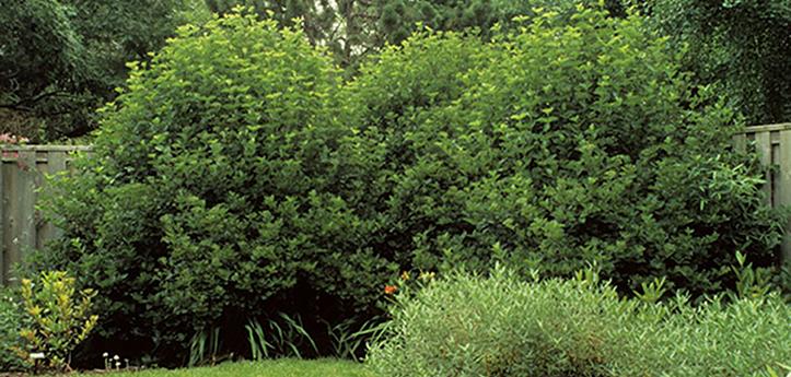 Viburnum Dentatum 'chicago Lustre' - View 23 from www redcrocus com
