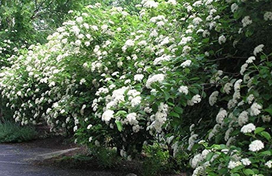 Viburnum Dentatum 'chicago Lustre' - View 25 from www redcrocus com