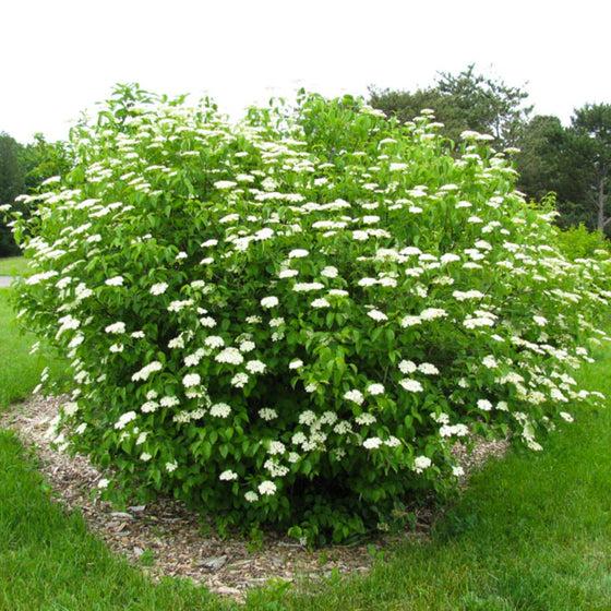Viburnum Dentatum 'chicago Lustre' - View 27 from www redcrocus com
