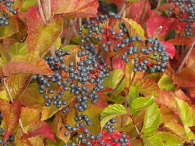 Viburnum Dentatum 'chicago Lustre' - View 2 from www redcrocus com