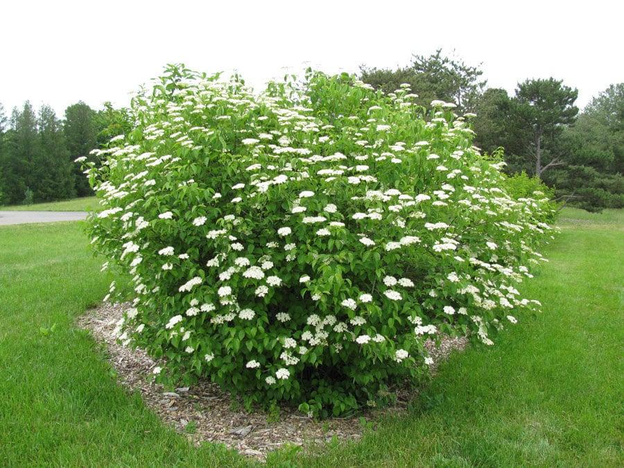 Viburnum Dentatum 'chicago Lustre' - View 30 from www redcrocus com