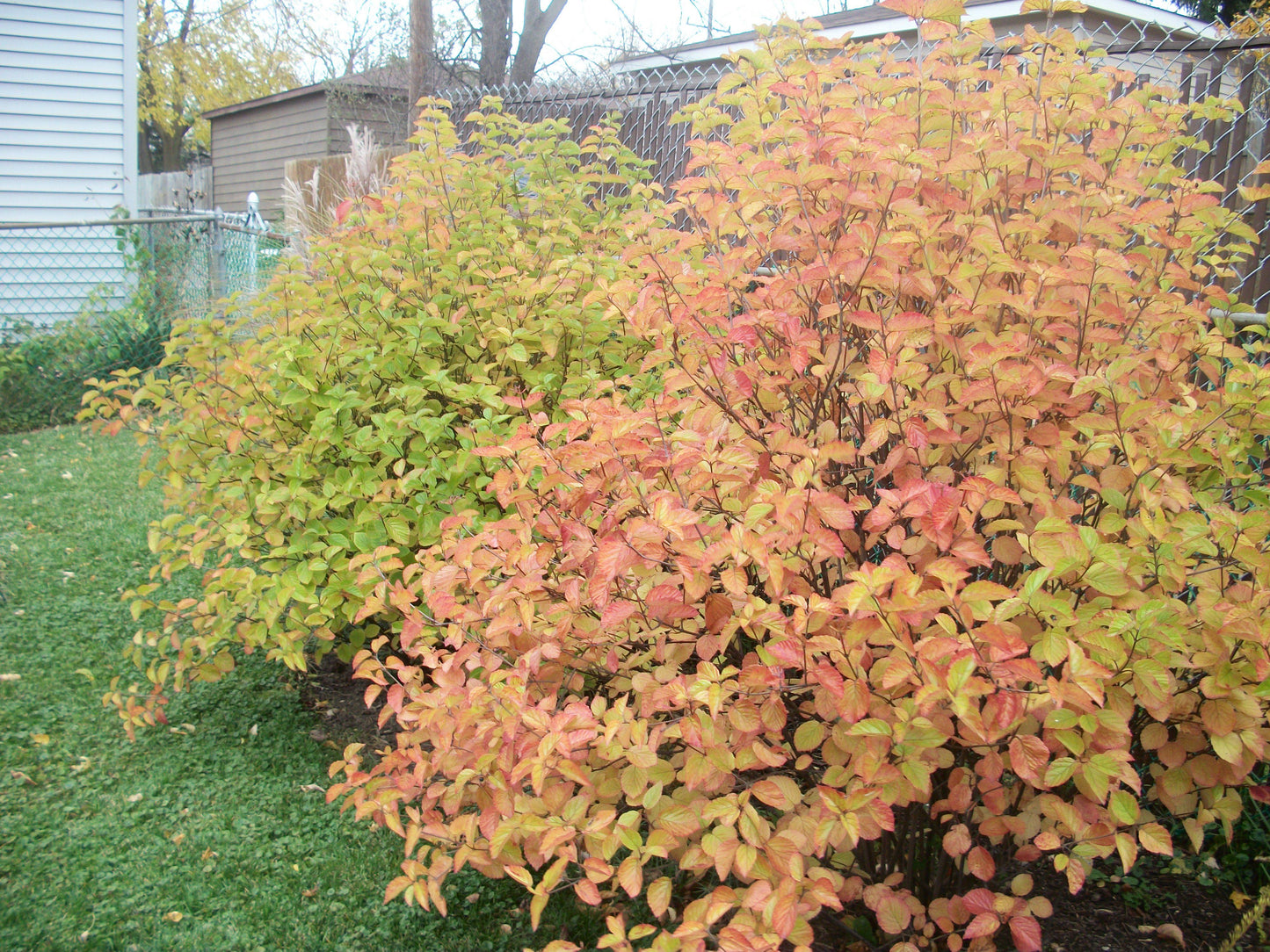 Viburnum Dentatum 'chicago Lustre' - View 31 from www redcrocus com