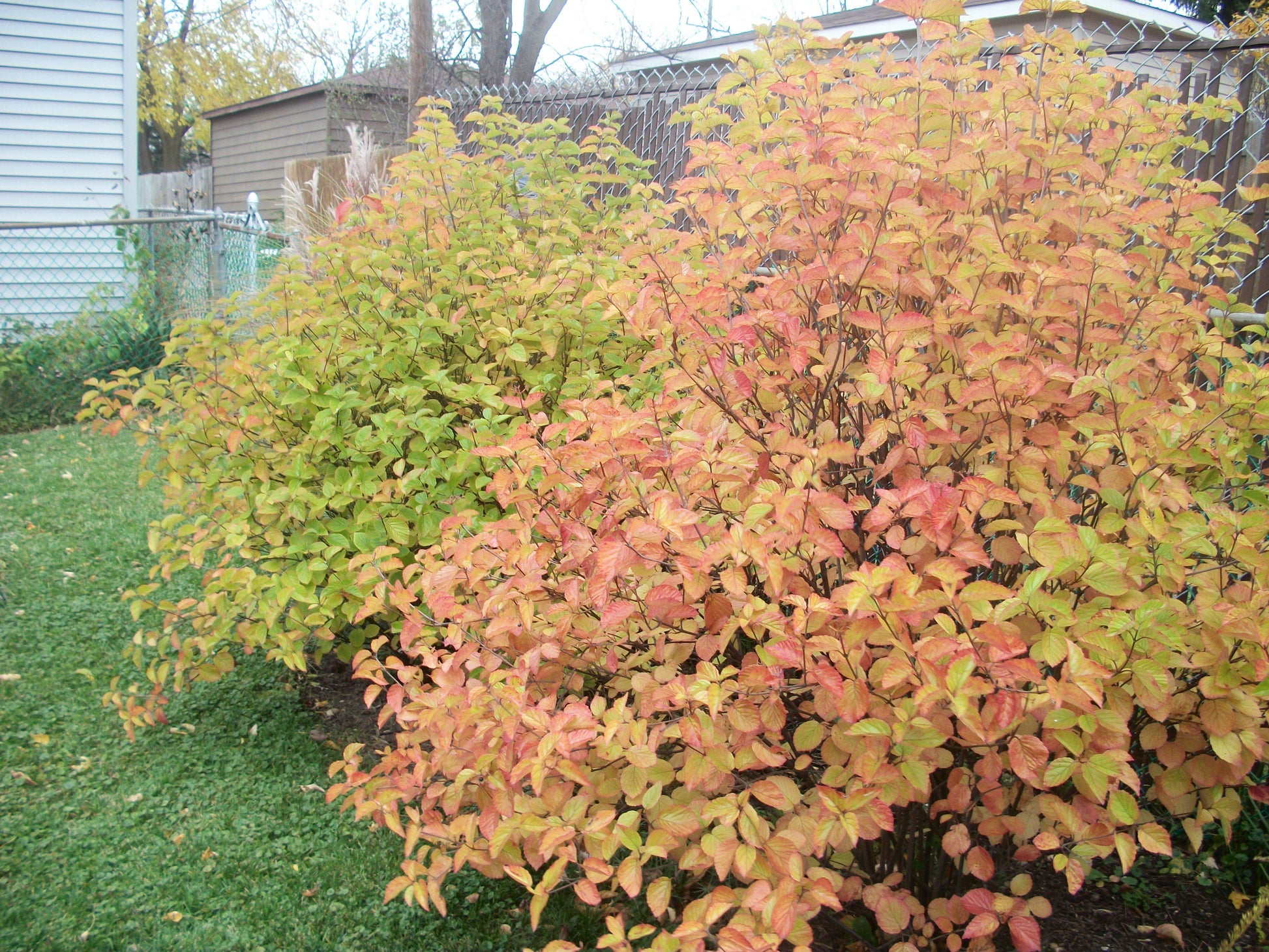 Viburnum Dentatum 'chicago Lustre' - View 31 from www redcrocus com