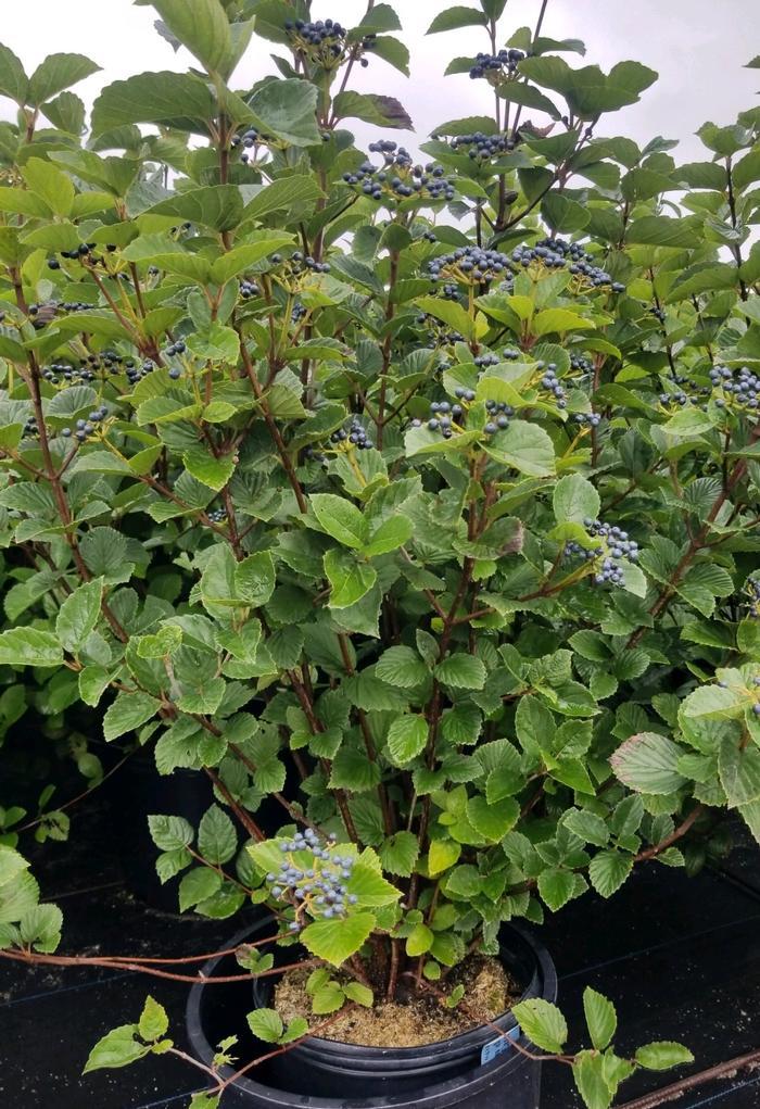 Viburnum Dentatum 'chicago Lustre' - View 32 from www redcrocus com