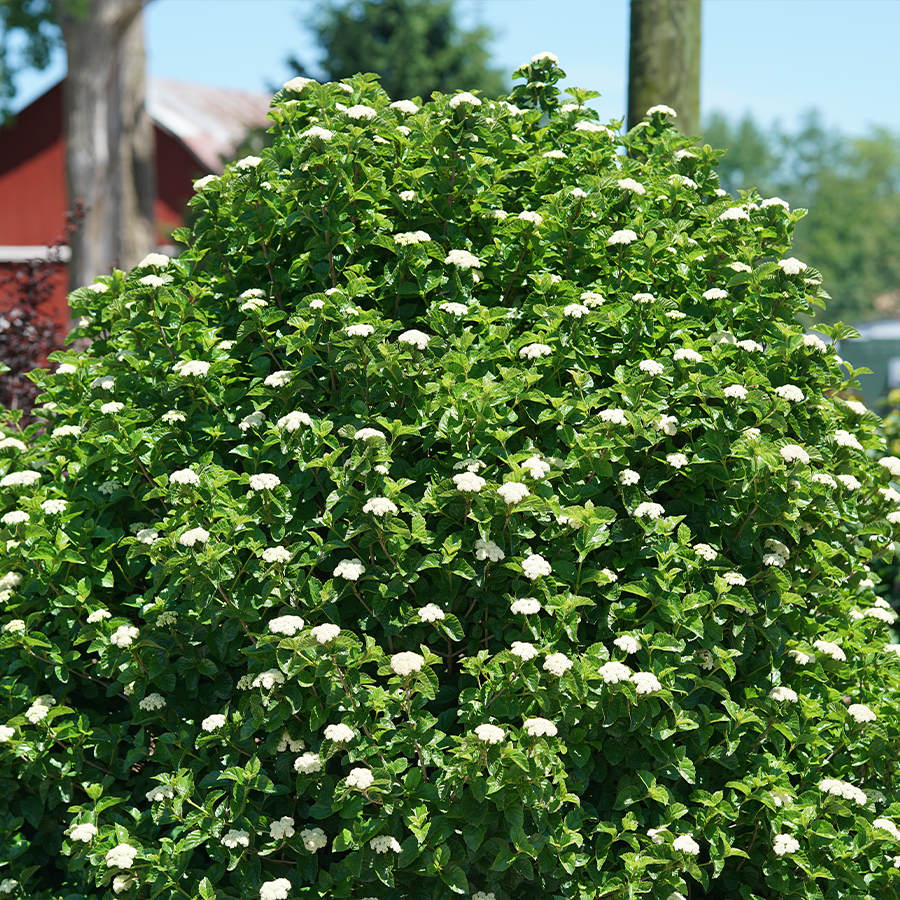 Viburnum Dentatum 'chicago Lustre' - View 36 from www redcrocus com
