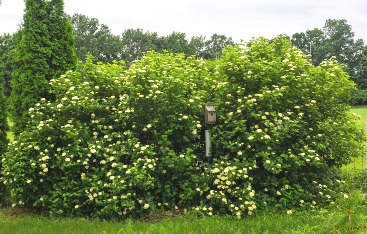 Viburnum Dentatum 'chicago Lustre' - View 38 from www redcrocus com