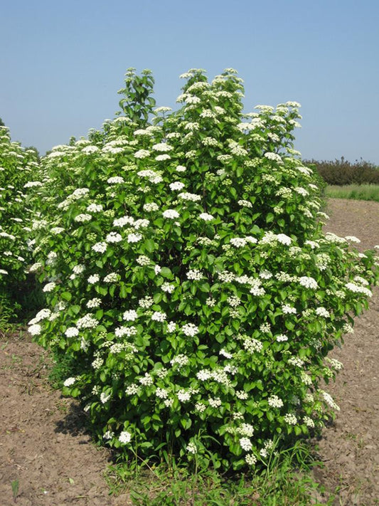 Viburnum Dentatum 'chicago Lustre' - View 3 from www redcrocus com