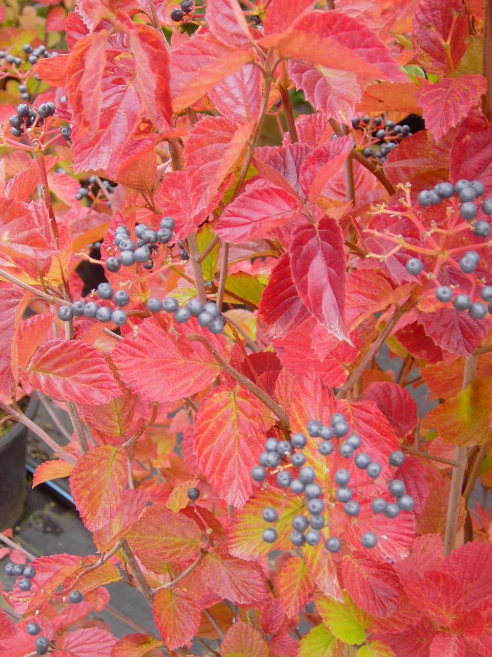 Viburnum Dentatum 'chicago Lustre' - View 7 from www redcrocus com