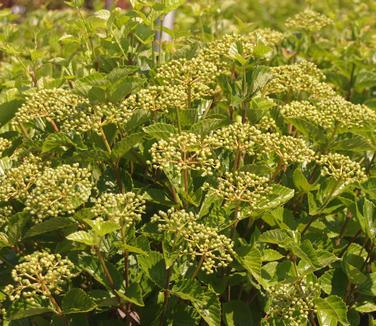 Viburnum Dentatum 'chicago Lustre' - View 8 from www redcrocus com