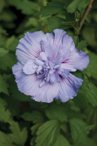 Hibiscus Syriacus Blue Chiffon - View 14 from www redcrocus com