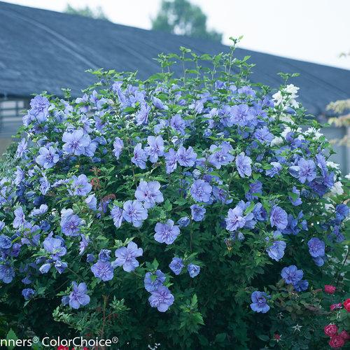 Hibiscus Syriacus Blue Chiffon - View 1 from www redcrocus com
