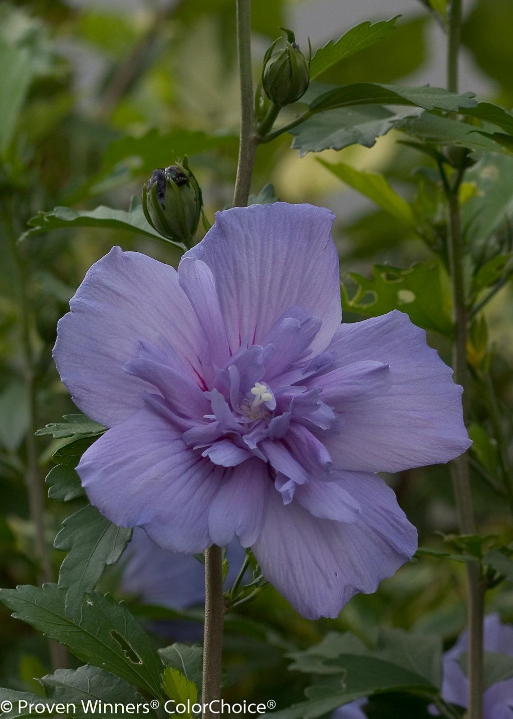 Hibiscus Syriacus Blue Chiffon - View 2 from www redcrocus com