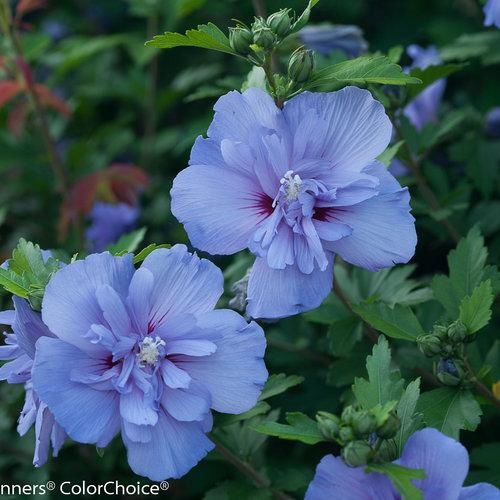 Hibiscus Syriacus Blue Chiffon - View 3 from www redcrocus com