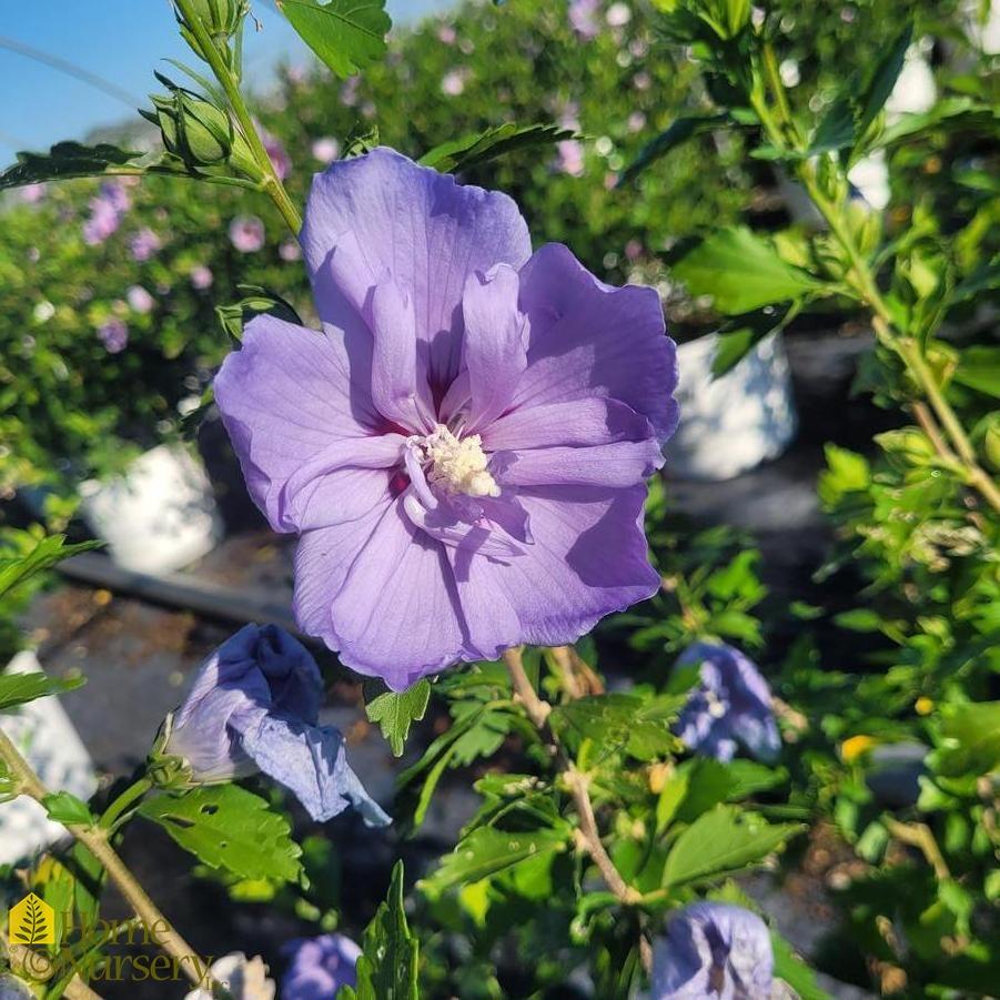 Hibiscus Syriacus Blue Chiffon - View 6 from www redcrocus com