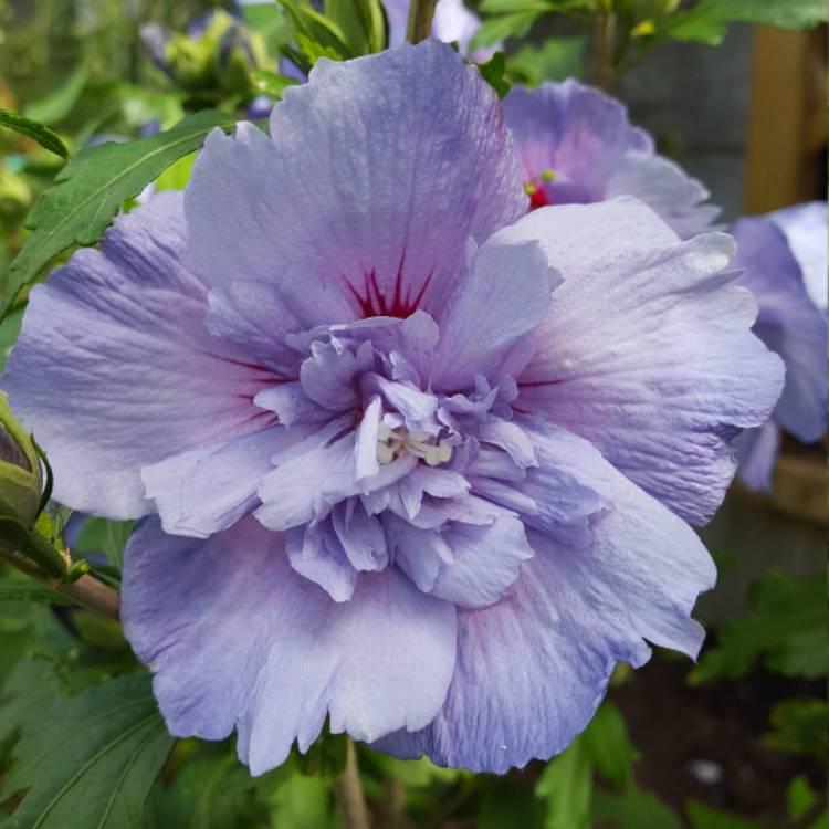 Hibiscus Syriacus Blue Chiffon - View 7 from www redcrocus com