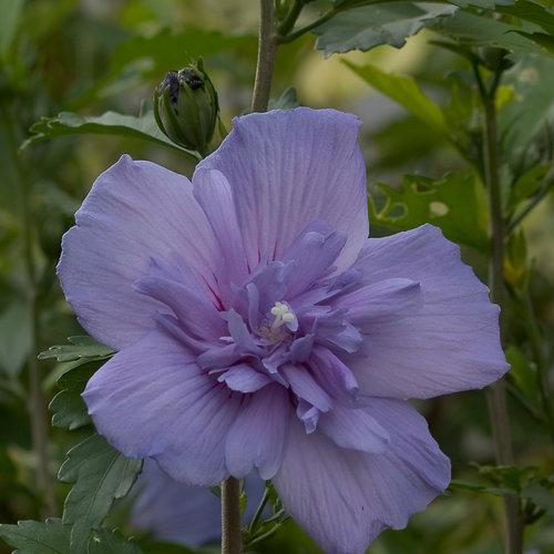 Hibiscus Syriacus Blue Chiffon - View 8 from www redcrocus com
