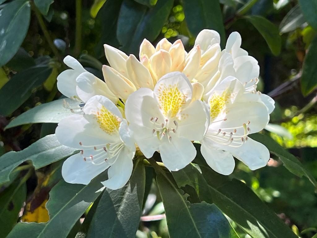 Rhododendron Chionoides - View 17 from www redcrocus com