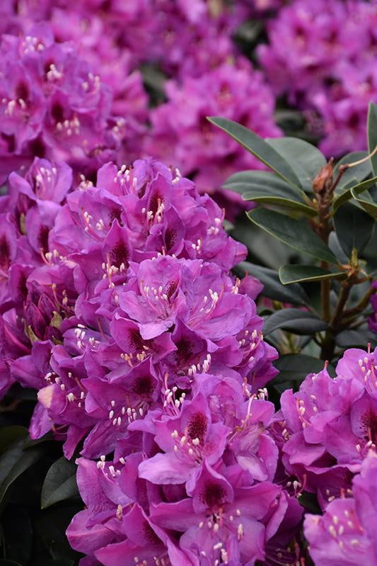 Rhododendron Anah Kruschke - View 10 from www redcrocus com