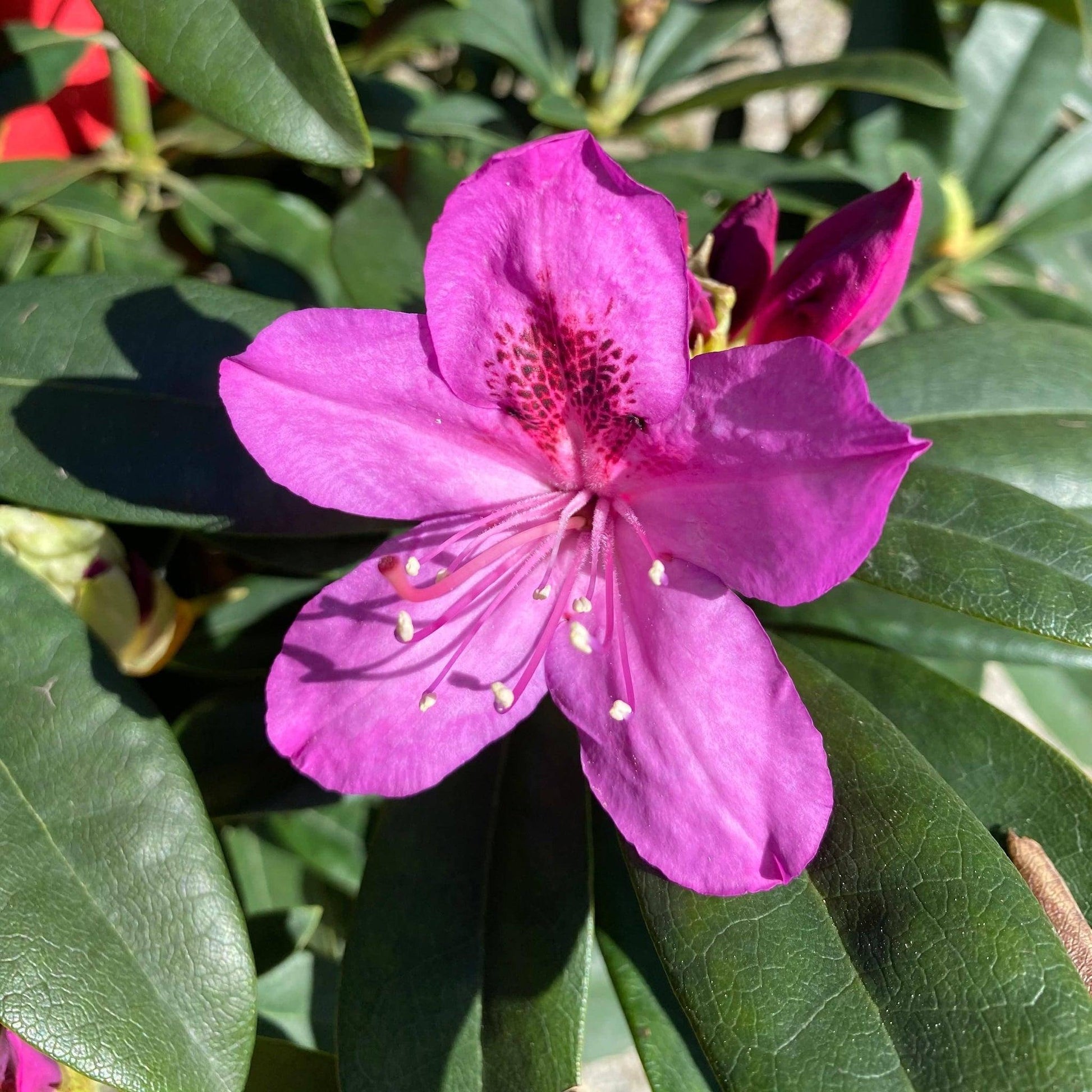 Rhododendron Anah Kruschke - View 16 from www redcrocus com
