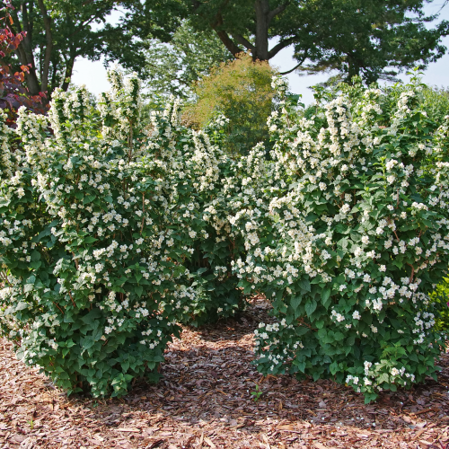 Philadelphus Virginalis Illuminati Tower - View 10 from www redcrocus com