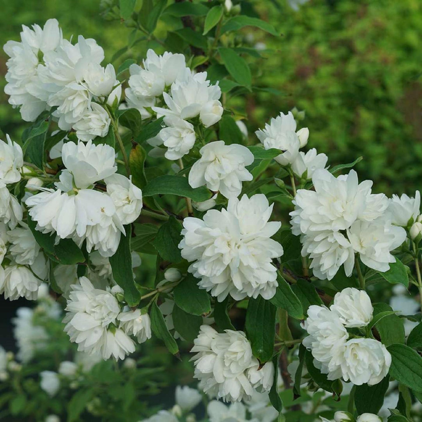 Philadelphus Virginalis Illuminati Tower - View 10 from www redcrocus com