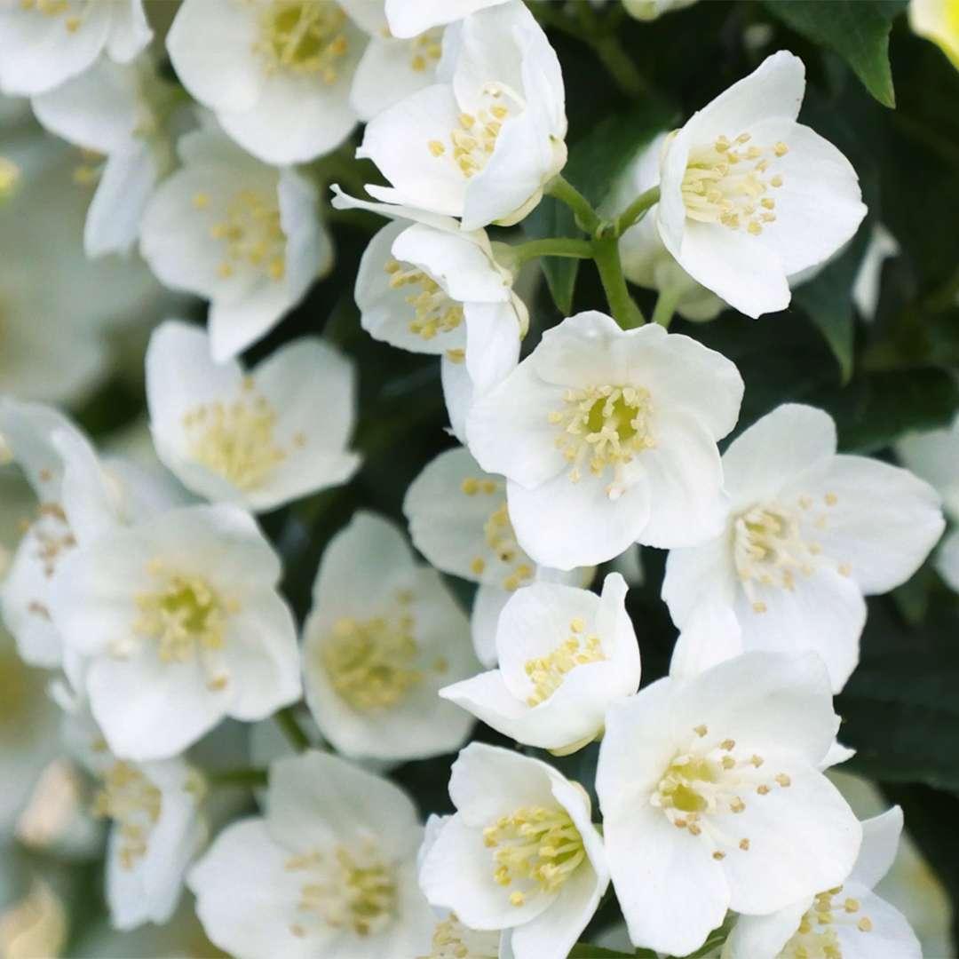 Philadelphus Virginalis Illuminati Tower - View 11 from www redcrocus com