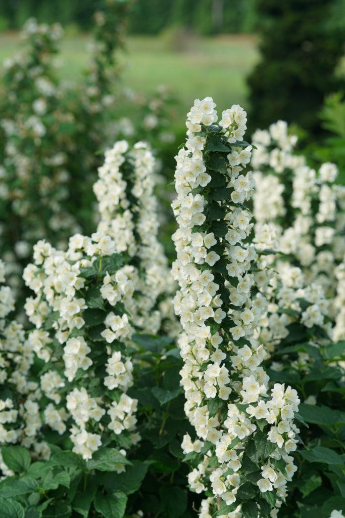 Philadelphus Virginalis Illuminati Tower - View 13 from www redcrocus com