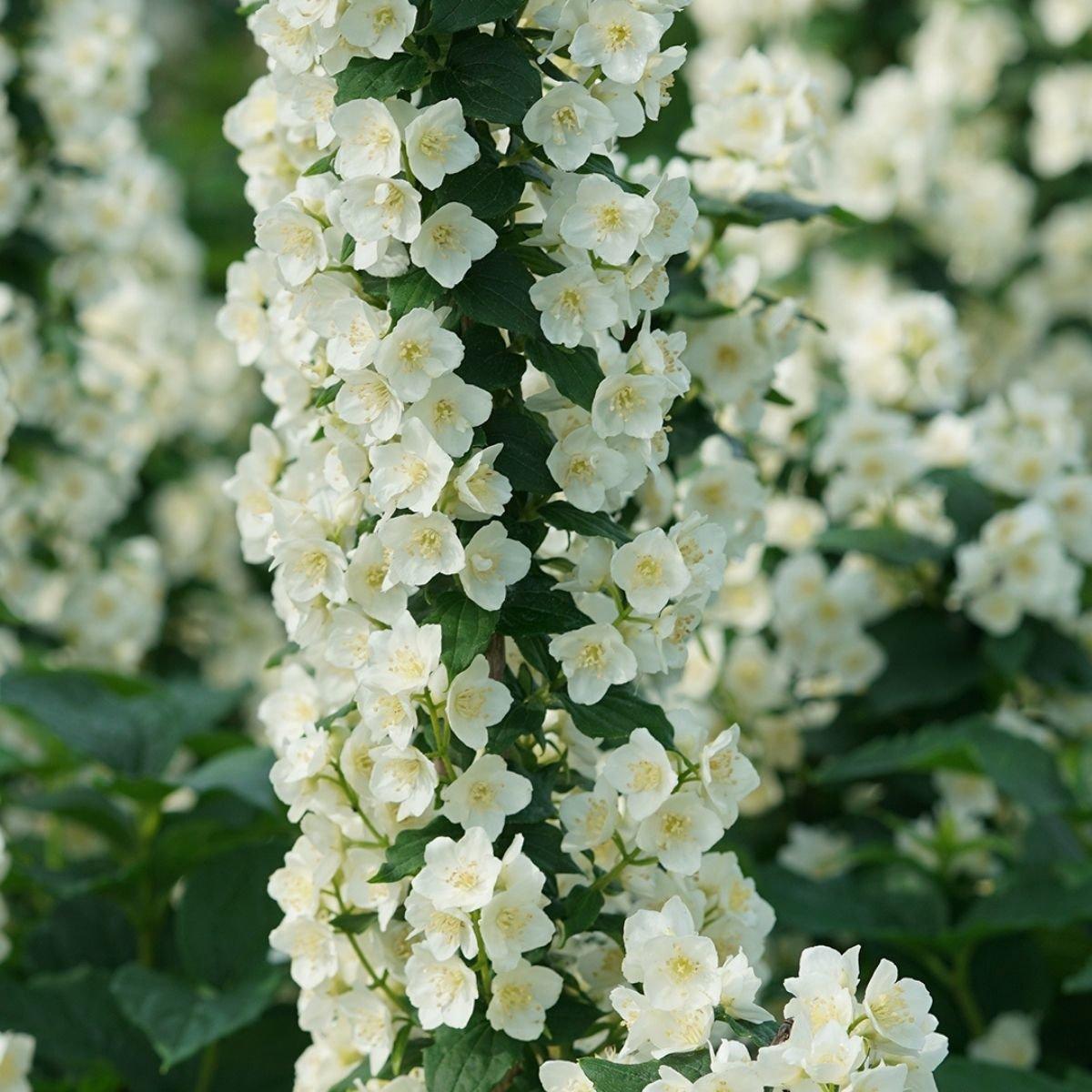 Philadelphus Virginalis Illuminati Tower - View 14 from www redcrocus com