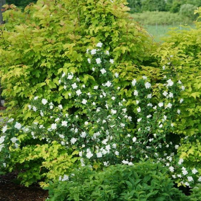 Philadelphus Virginalis Illuminati Tower - View 15 from www redcrocus com