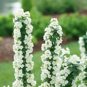 Philadelphus Virginalis Illuminati Tower - View 16 from www redcrocus com