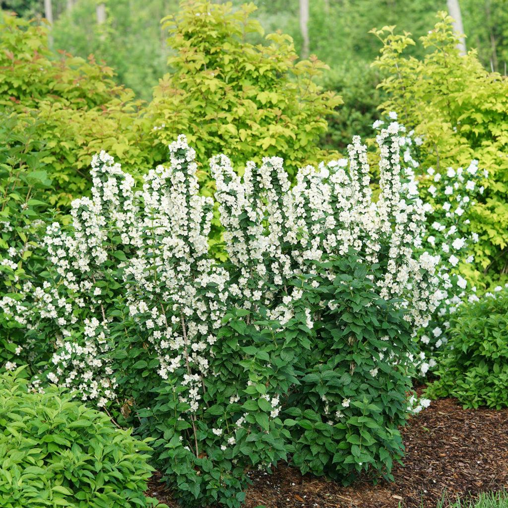 Philadelphus Virginalis Illuminati Tower - View 2 from www redcrocus com